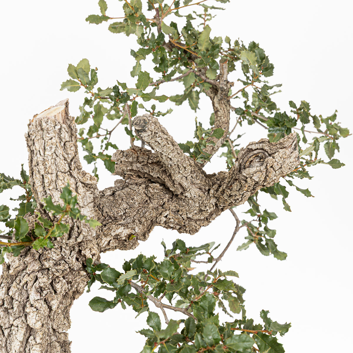 Bonsái "Corteza Surcada" - Quejigo (Quercus faginea)