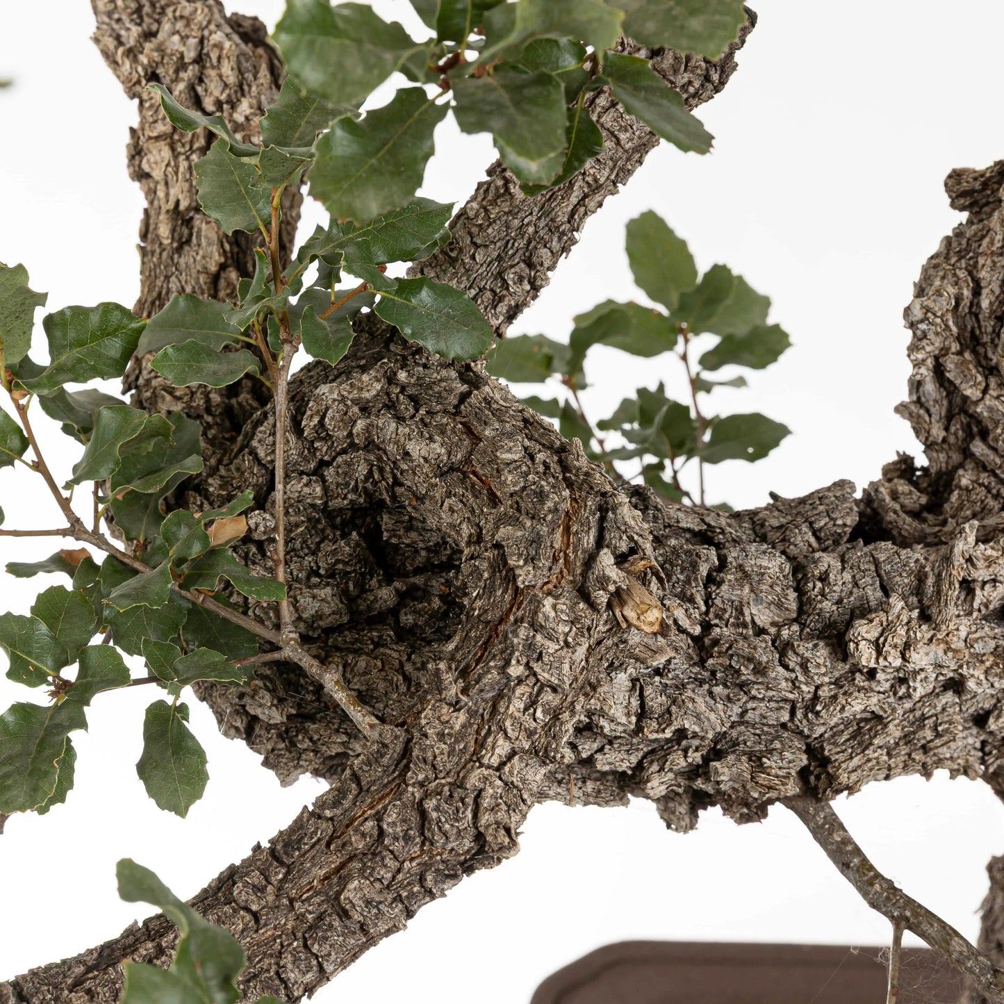 Detalle de corteza y nacimiento de ramas con hojas de roble