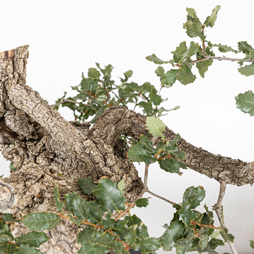 Bonsái "Corteza Surcada" - Quejigo (Quercus faginea)