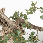 Bonsái "Corteza Surcada" - Quejigo (Quercus faginea)