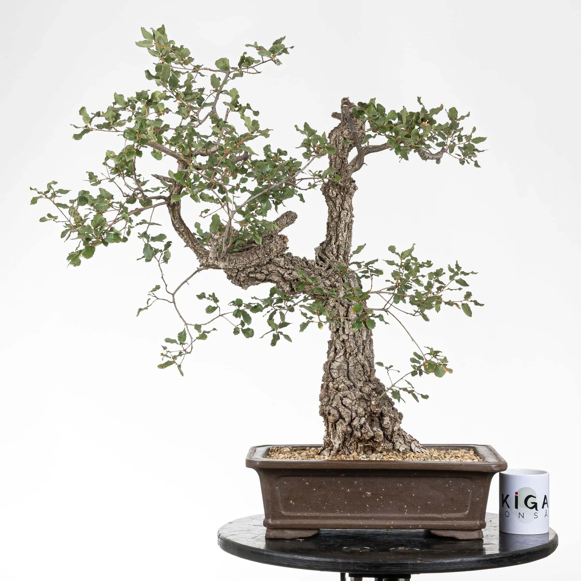 Comparativa de tamaño con taza de ikigai bonsái