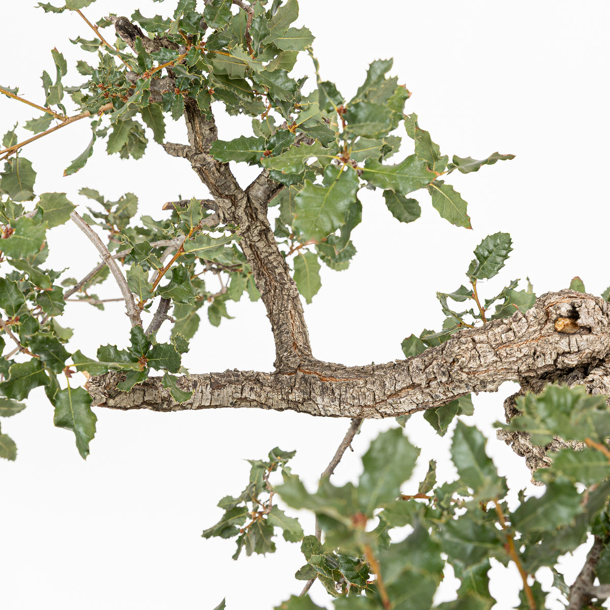 Bonsái "Corteza Surcada" - Quejigo (Quercus faginea)