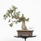 Bonsái "Corteza Surcada" - Quejigo (Quercus faginea)