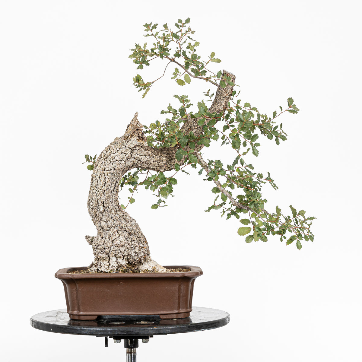 Bonsai "Dinamico" - Quercia faginea (Quercus faginea)