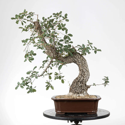 Frente de bonsái  yamadori de roble con mucha corteza y movimiento