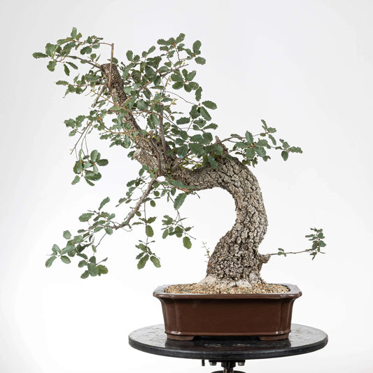 Frente de bonsái  yamadori de roble con mucha corteza y movimiento