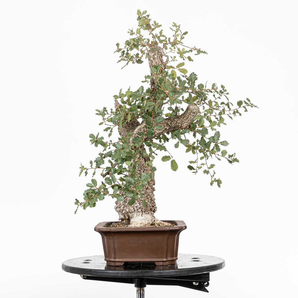 Bonsai "Dinamico" - Quercia faginea (Quercus faginea)