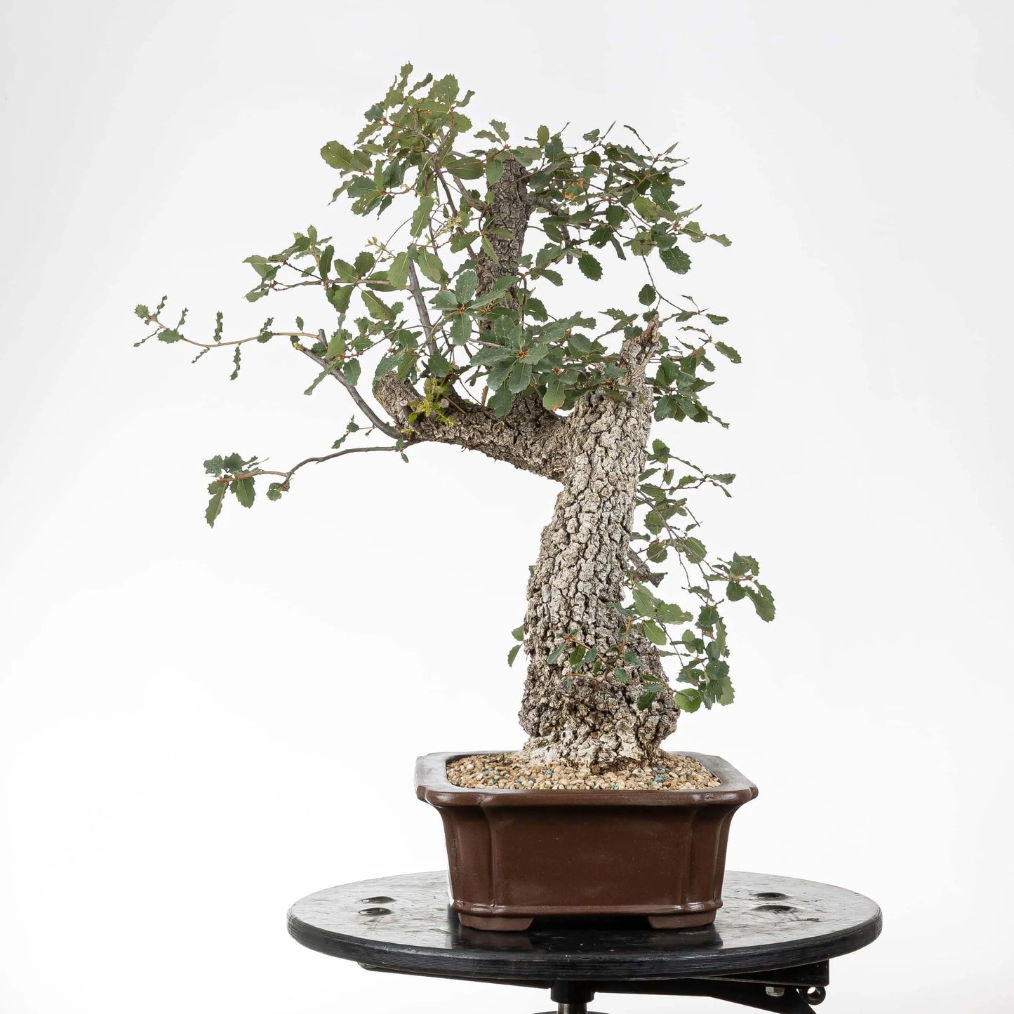 Lado derecho de bonsái de roble con mucha corteza y maceta rectangular