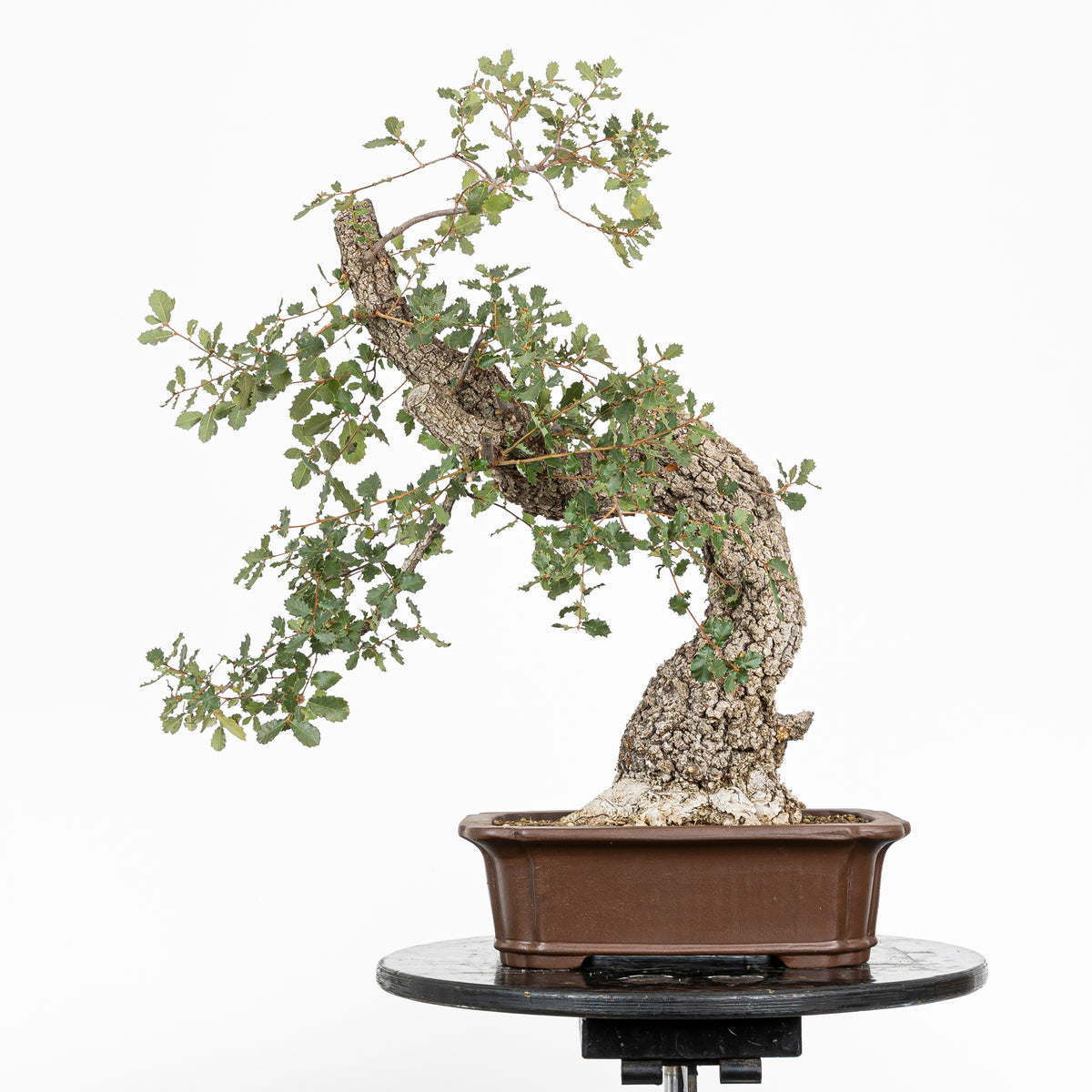 Bonsai "Dinamico" - Quercia faginea (Quercus faginea)