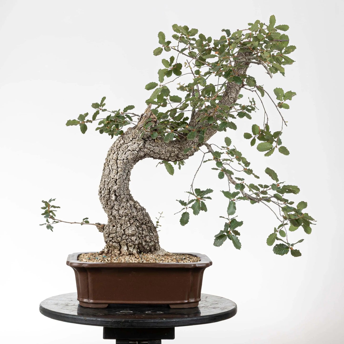 Cara trasera de quercus faginea donde se observa mucha corteza y rama principal