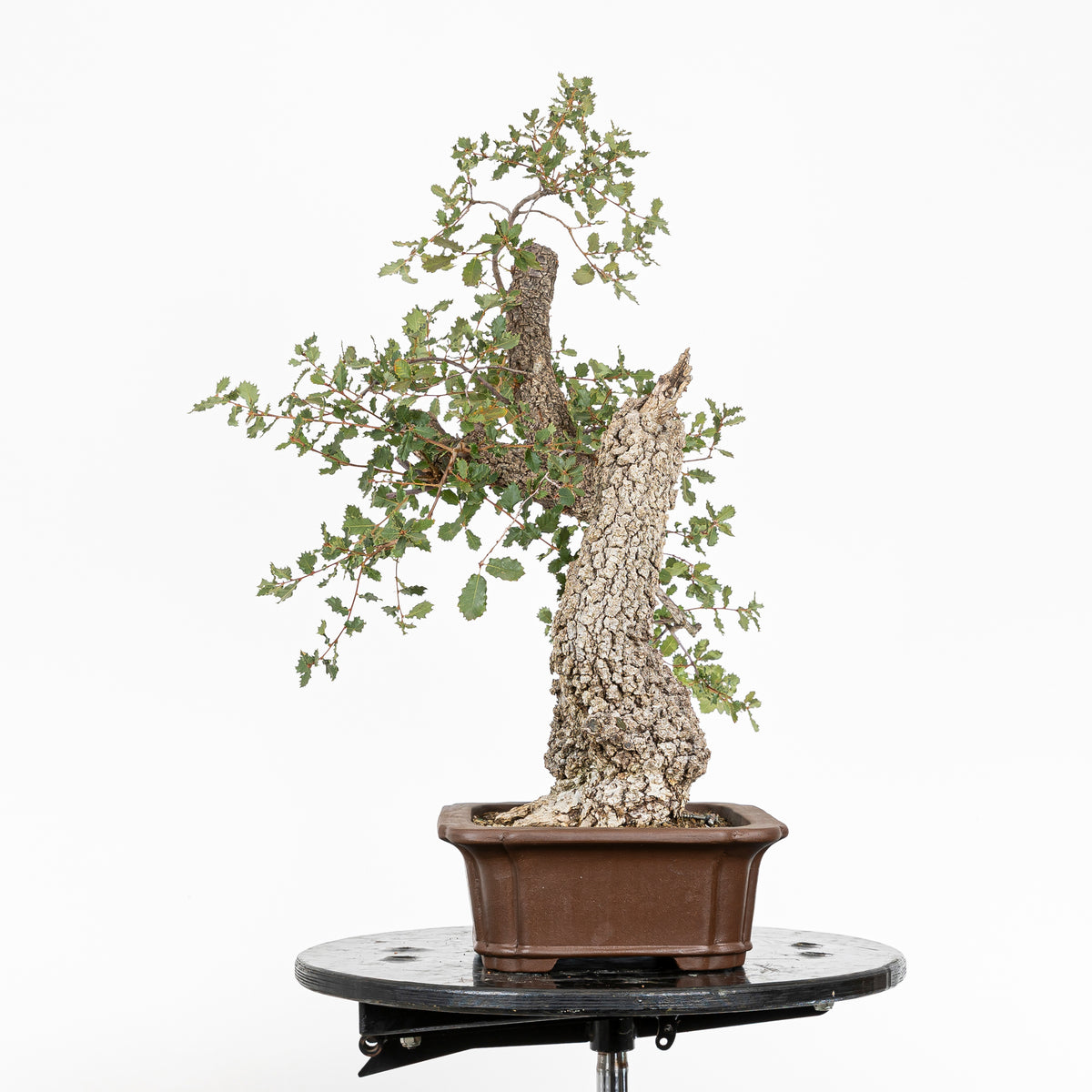 Bonsai "Dinamico" - Quercia faginea (Quercus faginea)