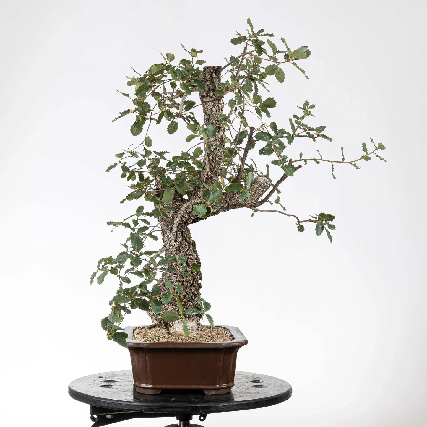 Cara izquierda de bonsái de roble