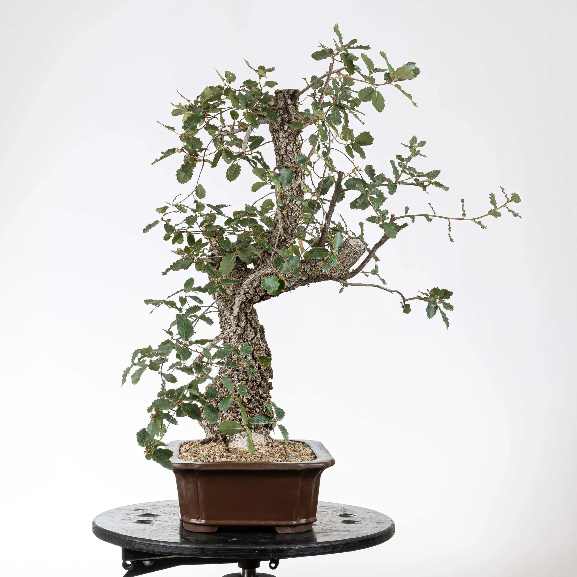 Cara izquierda de bonsái de roble