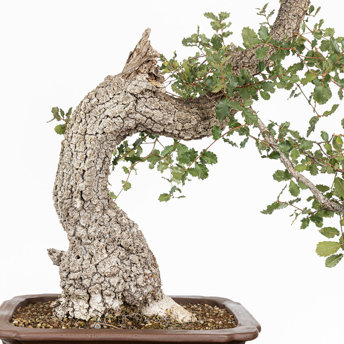 Bonsai "Dinamico" - Quercia faginea (Quercus faginea)