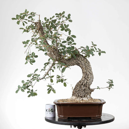 comparativa de detamaño de bonsai de roble con una taa de la tienda ikigai bonsái