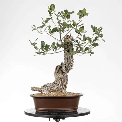Frente de bonsai yamadori de roble con curbas y corteza