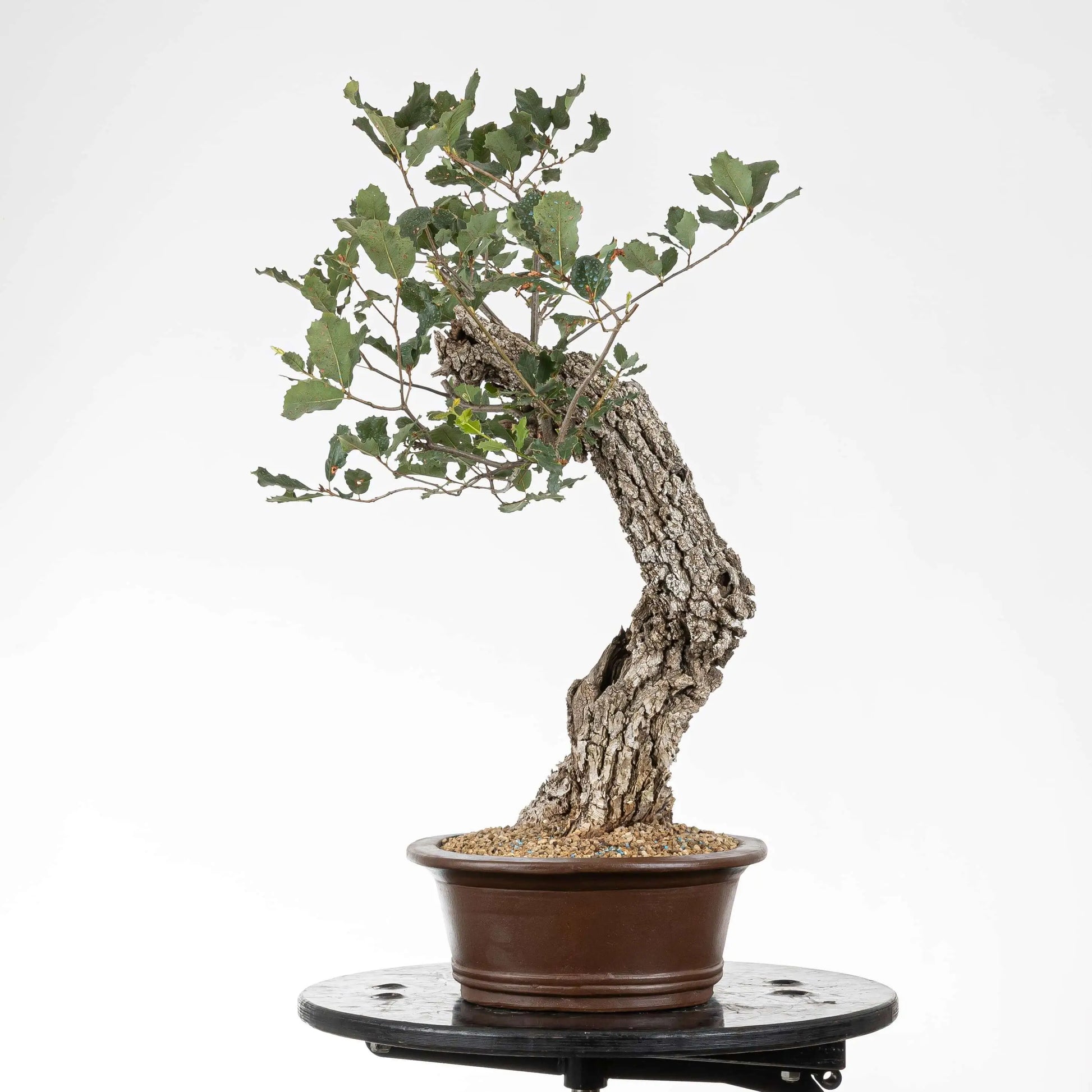 Cara derecha de bonsai yamadori con curva hacia la izquierda