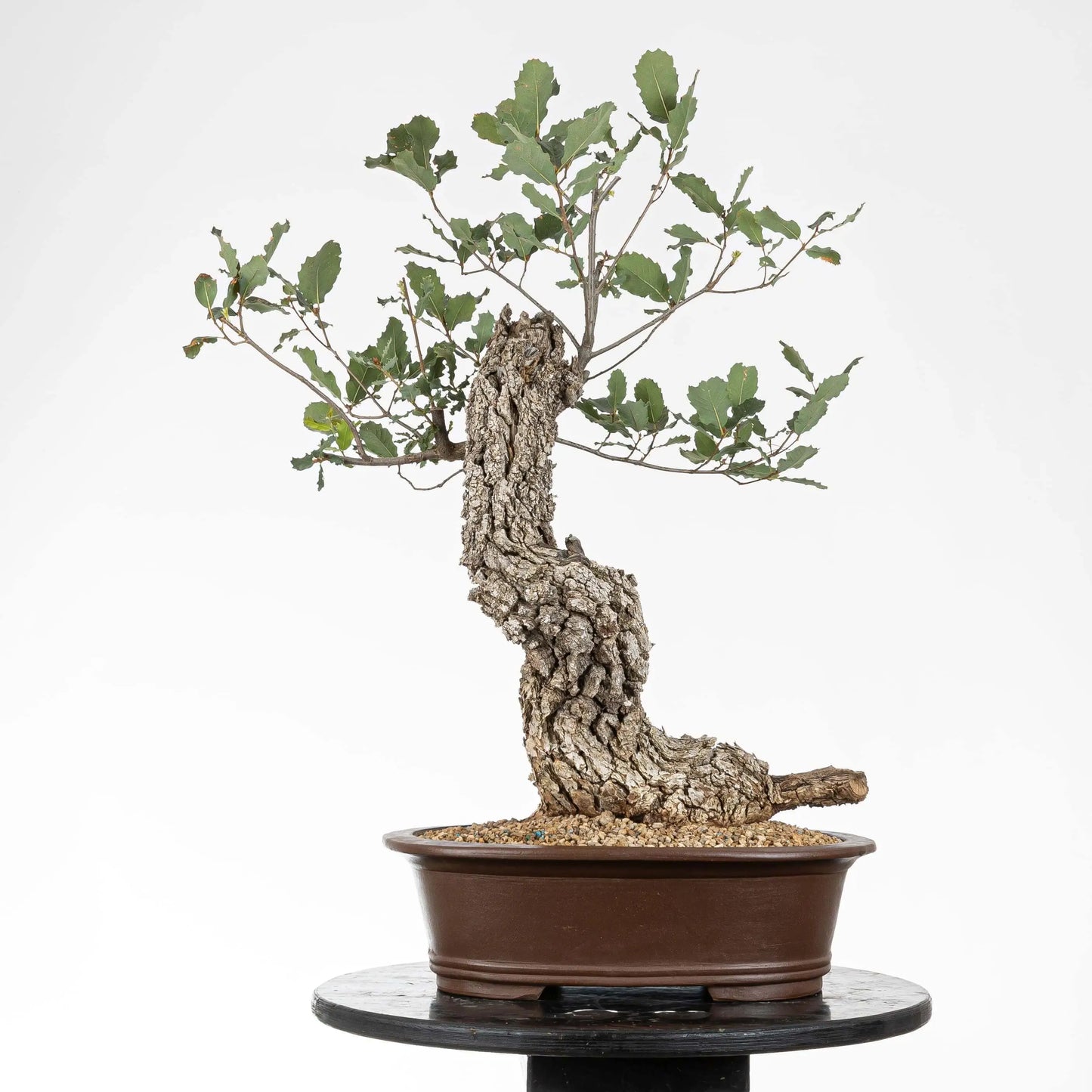 Cara trasera de bonsái de quejigo donde se aprecia la corteza y la maceta ovalada yixing