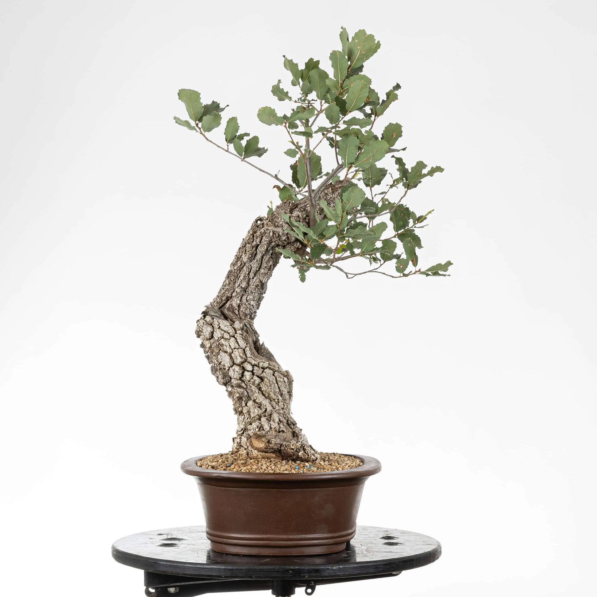 Cara izquierda de bonsai donde se observa la inclinación hacia la derecha