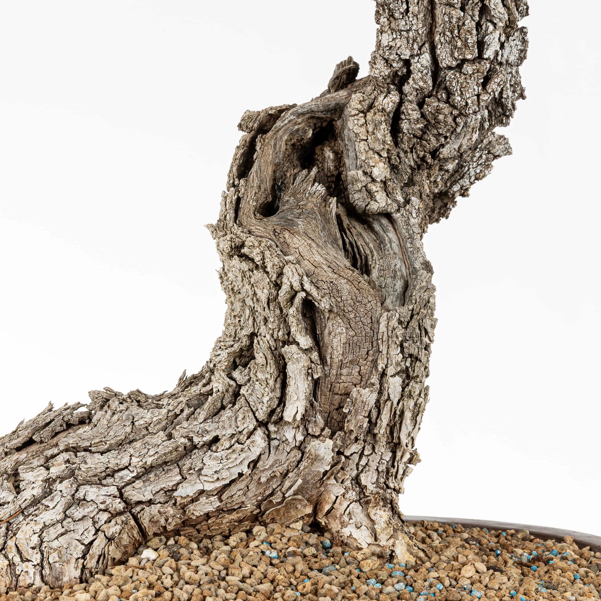 Detalle de la base del tronco donde se ven huecos, sharis y corteza