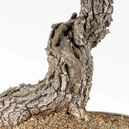 Detalle de la base del tronco donde se ven huecos, sharis y corteza