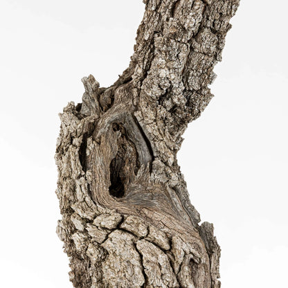 Detalle del tronco, corteza, sharis y hueco