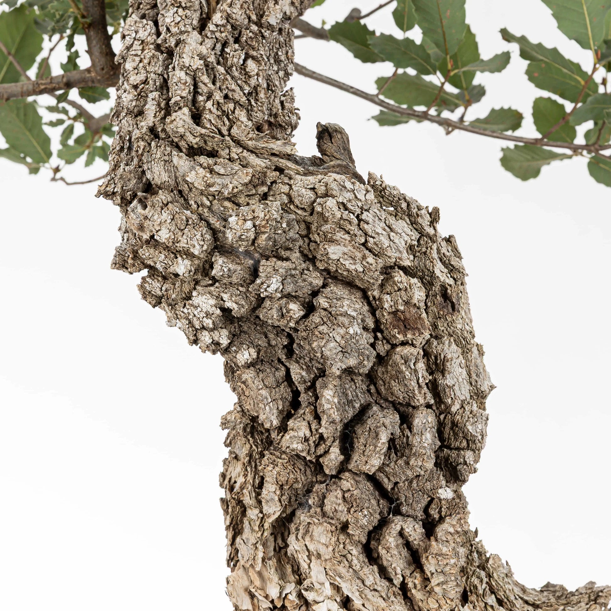 Detalle de la corteza del bonsai de roble, gris y muy craquelada.