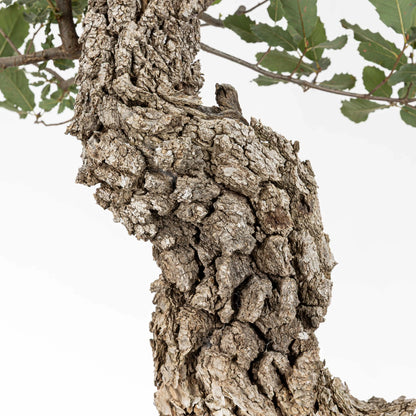 Detalle de la corteza del bonsai de roble, gris y muy craquelada.