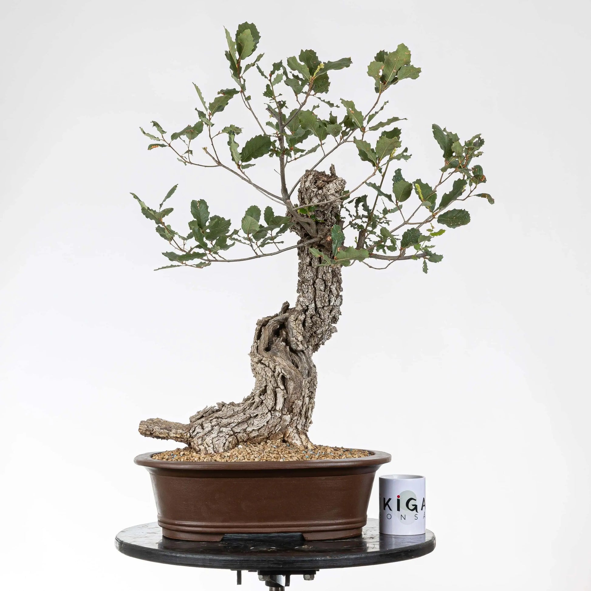 Comparativa de tamaño de bonsía de roble tamaño dai con una taza de café de la tienda ikigai bonsái