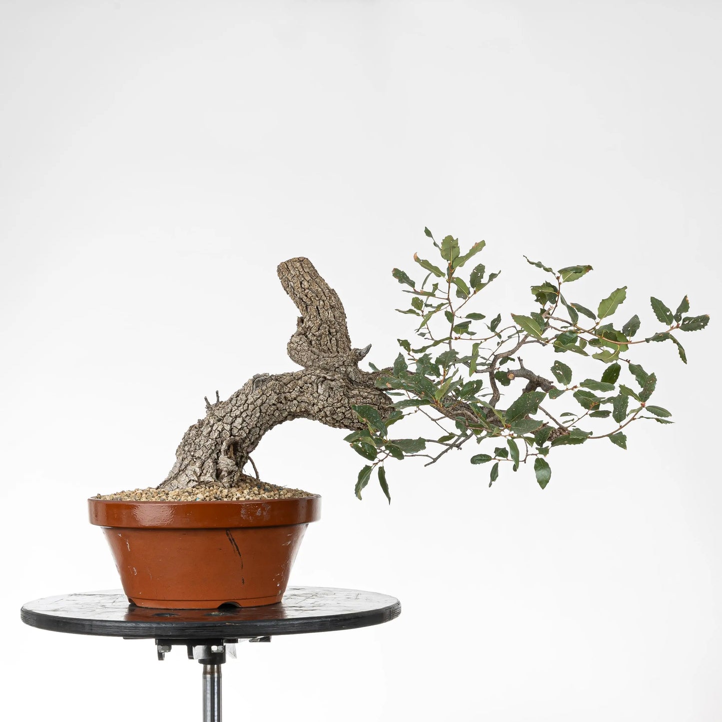 Bonsai yamadori de quejigo estilo fukinagashi tamaño chuhin