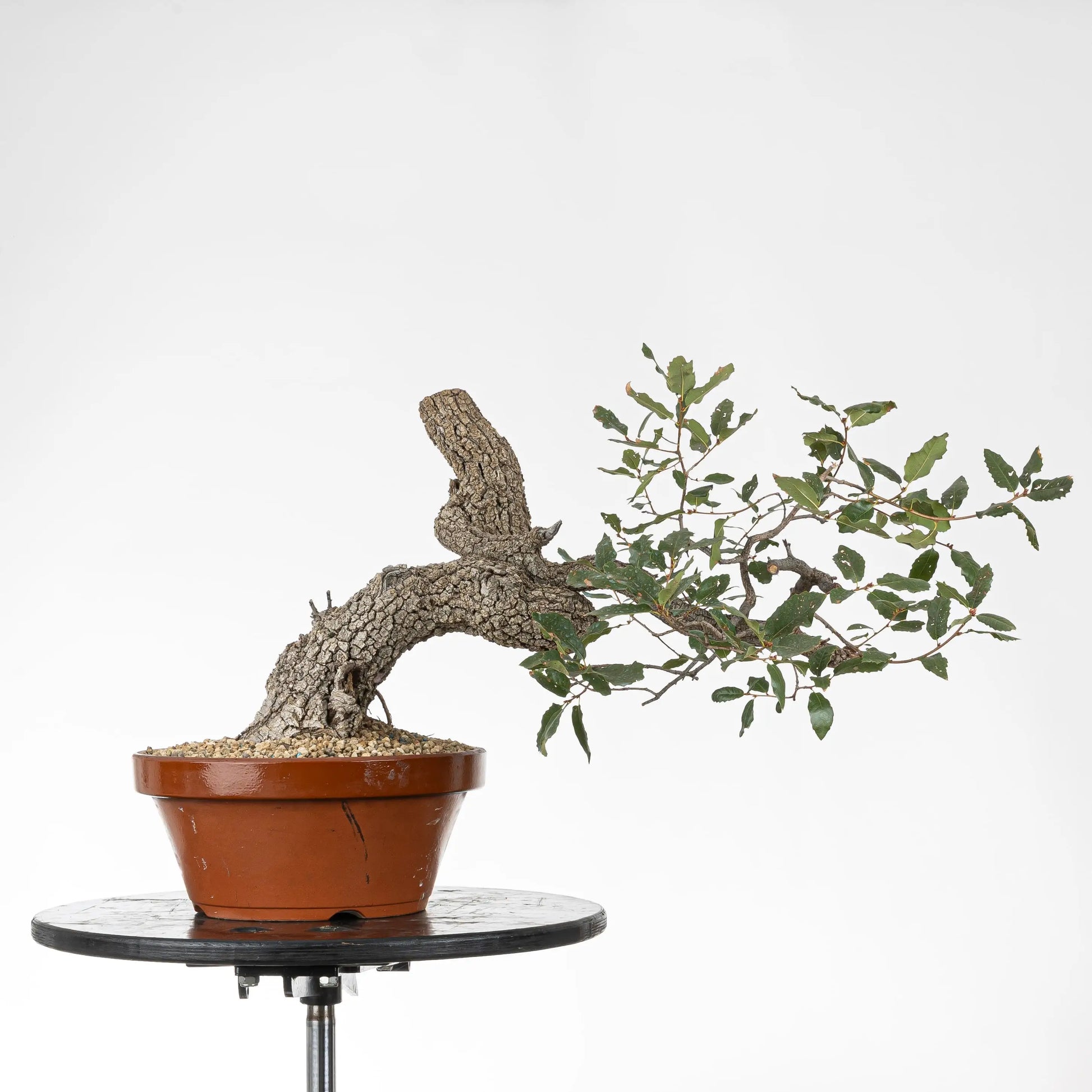 Bonsai yamadori de quejigo estilo fukinagashi tamaño chuhin