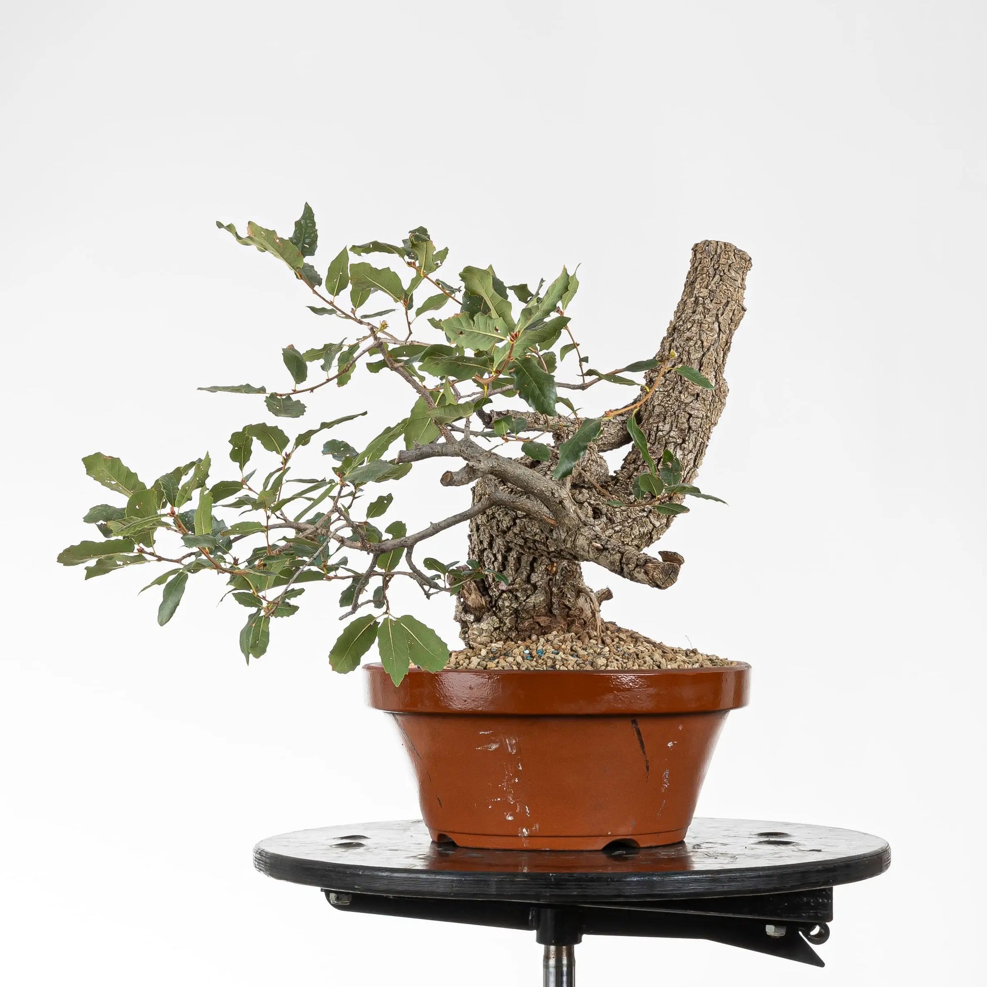 cara izquierda bonsai