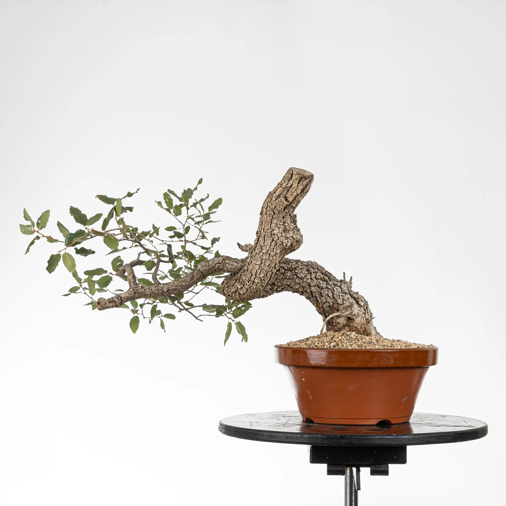 cara trasera bonsai roble