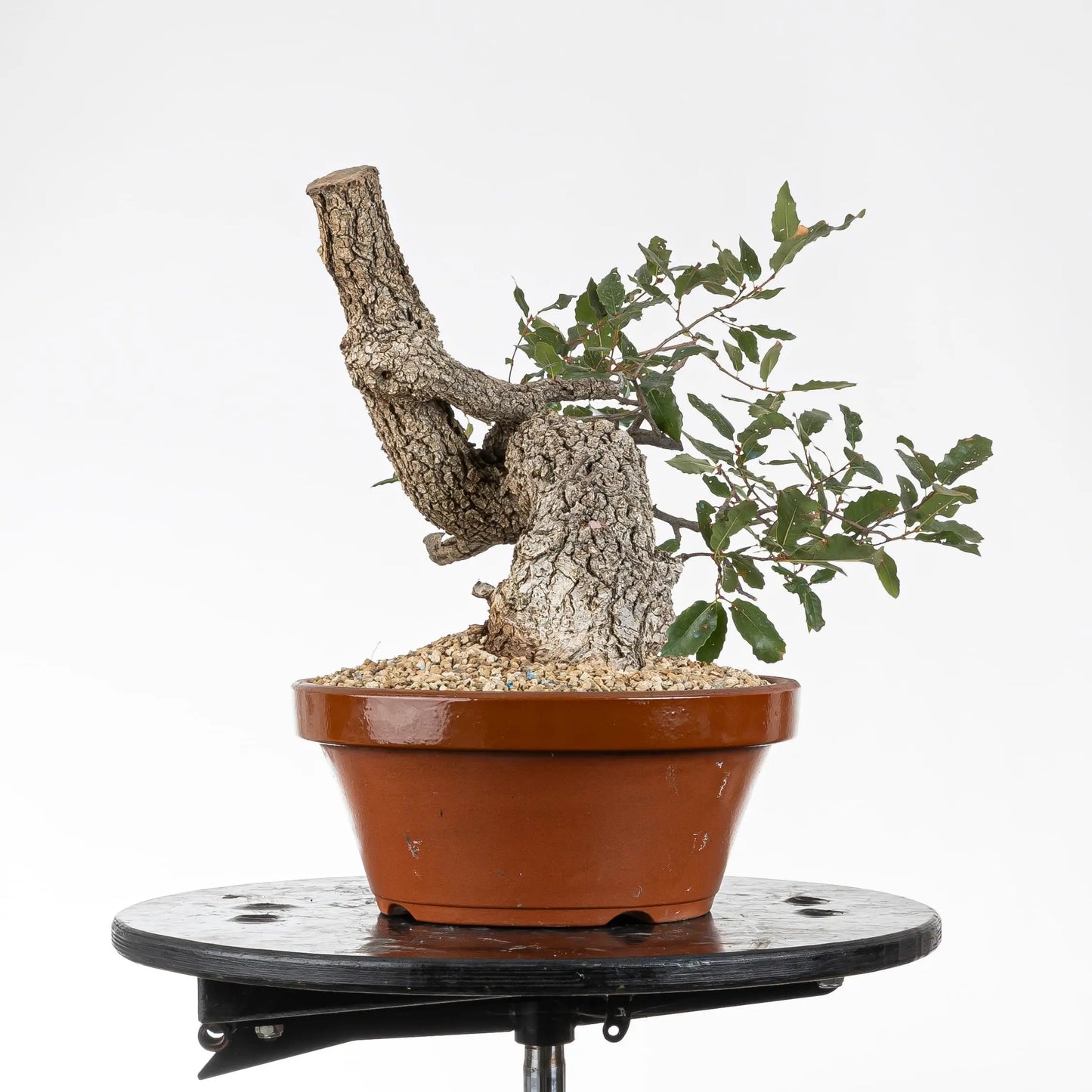 Cara derecha bonsai roble