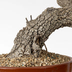 Detalle de nebari