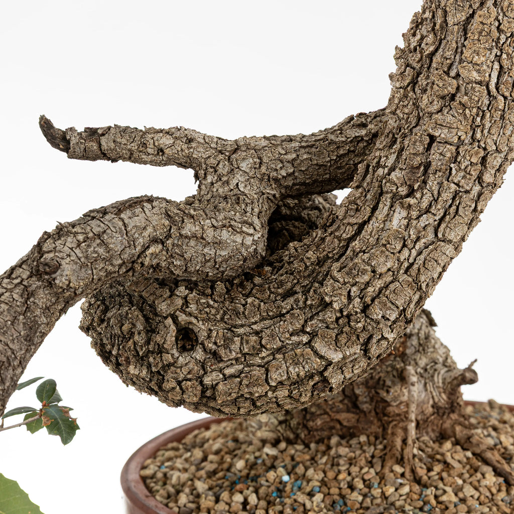 detalle de curvas