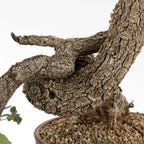detalle de curvas