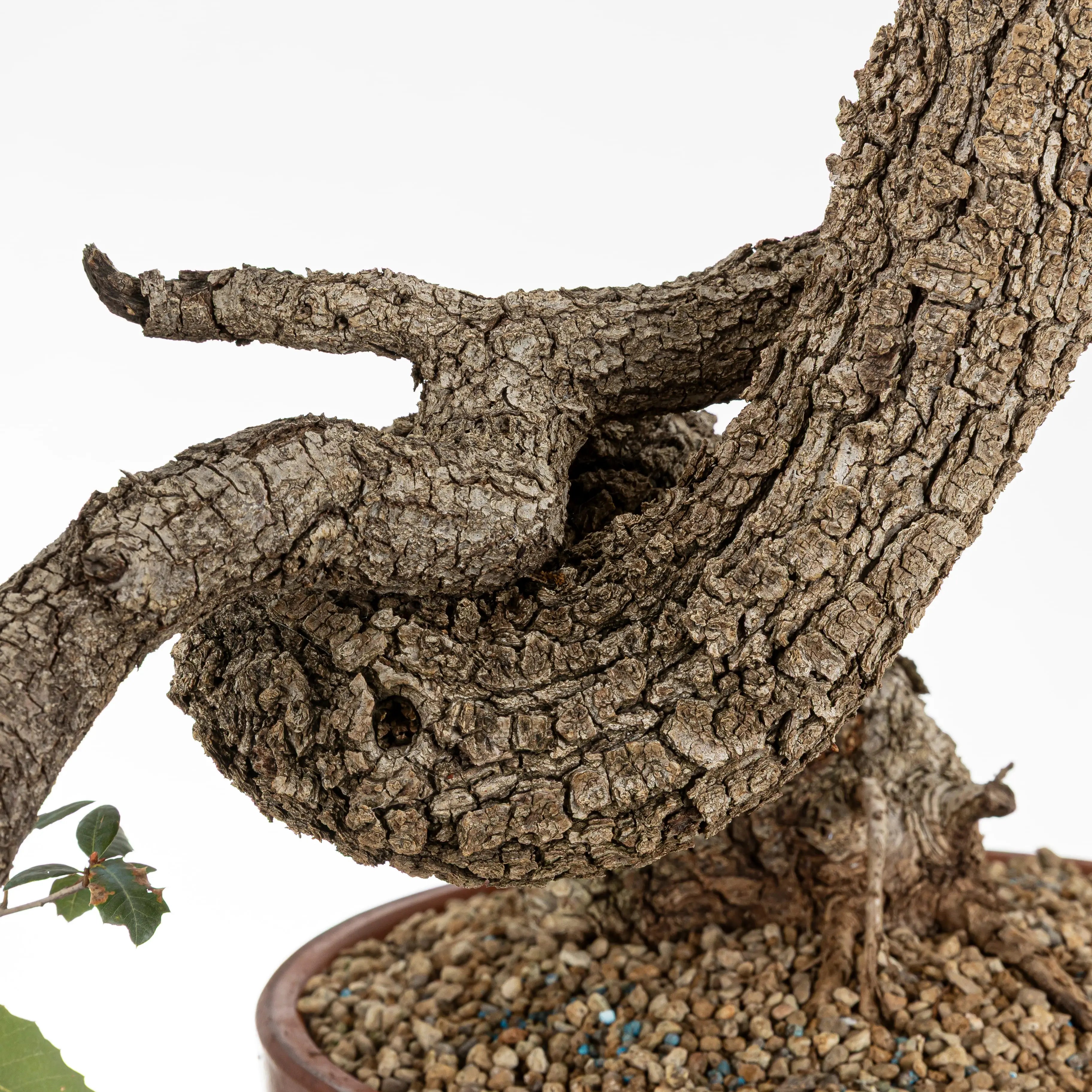 detalle de curvas