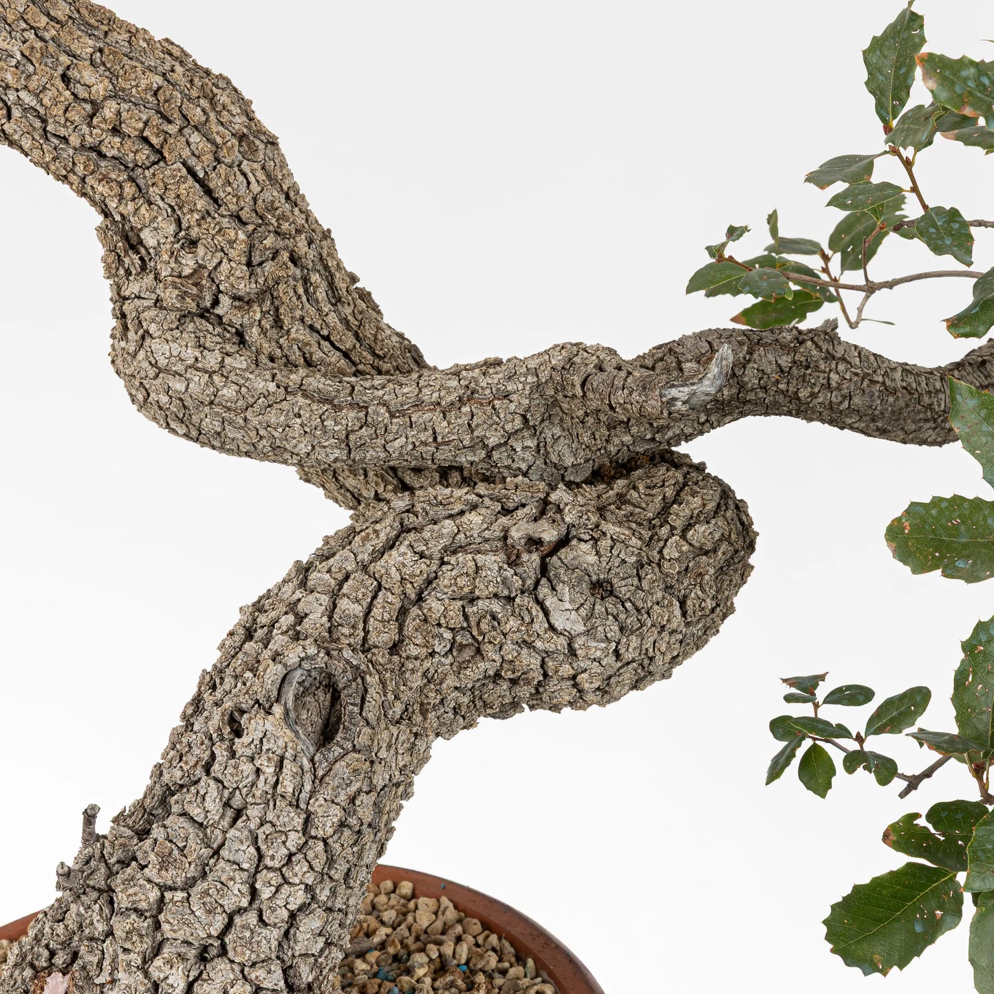 detalle de corteza y curvas