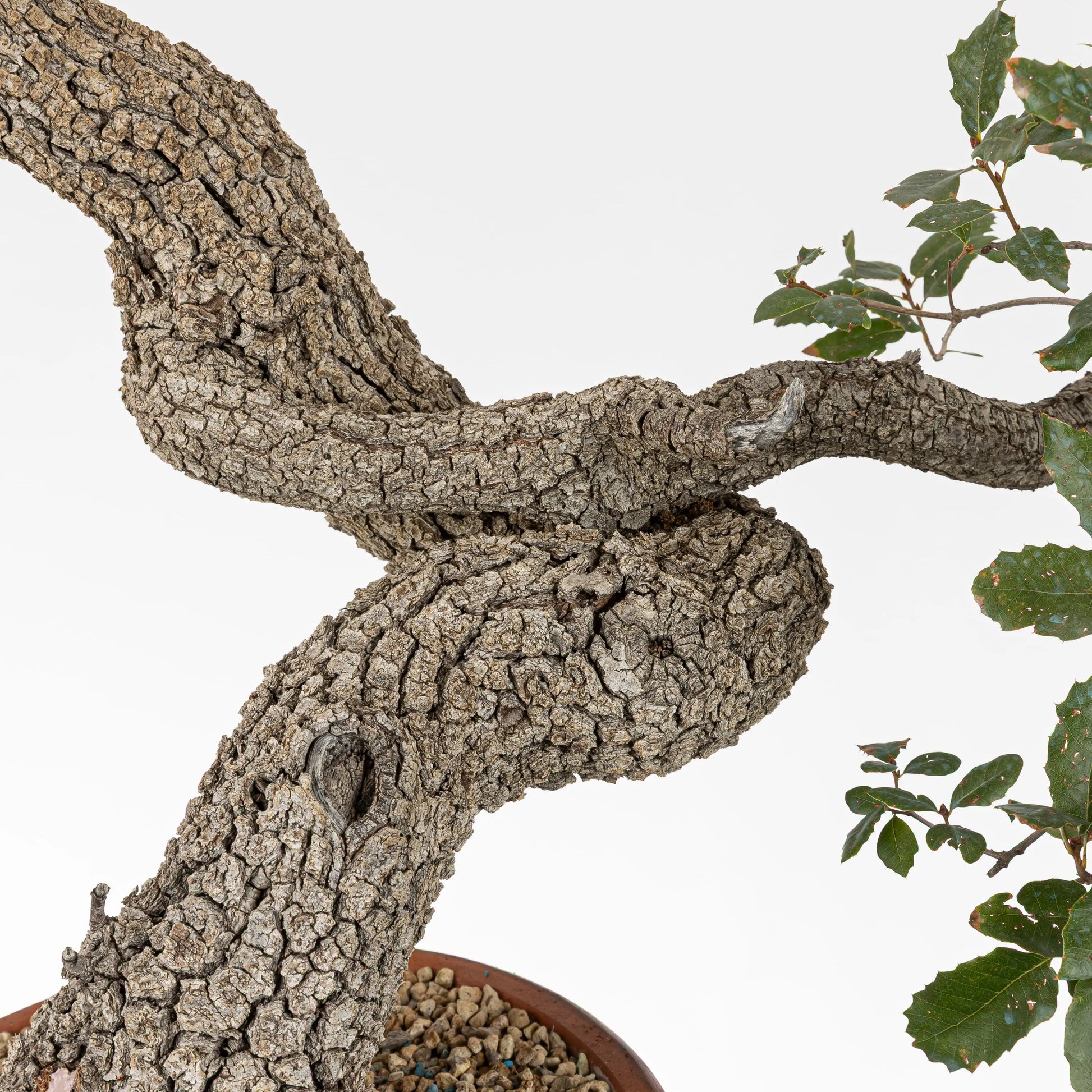 detalle de corteza y curvas