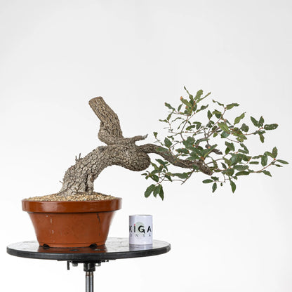 Comparativa de tamaño de bonsái con taza de ikigai bonsai