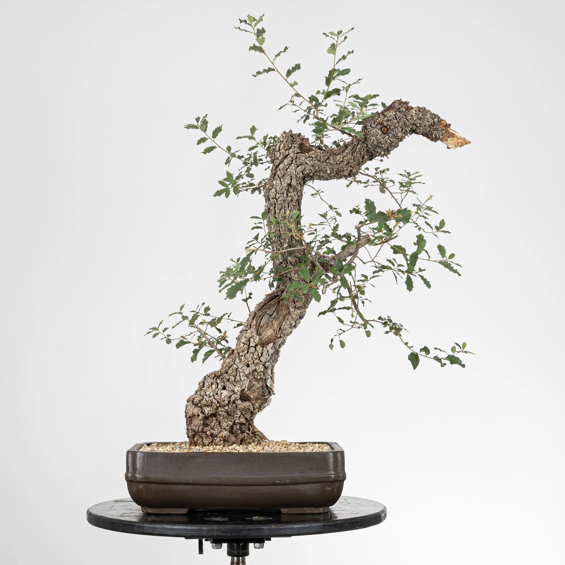 Bonsai yamadori de quercus faginea de estilo bunjin y tamaño dai.