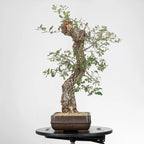 Vista izquierda de bonsai de roble