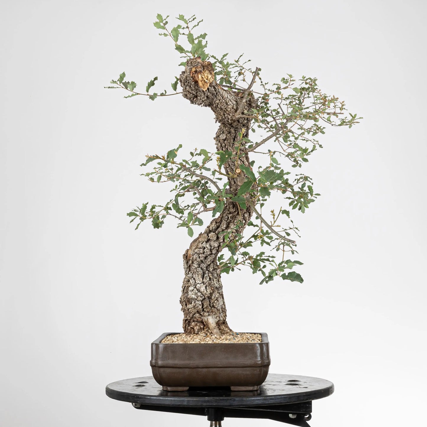 Vista izquierda de bonsai de roble