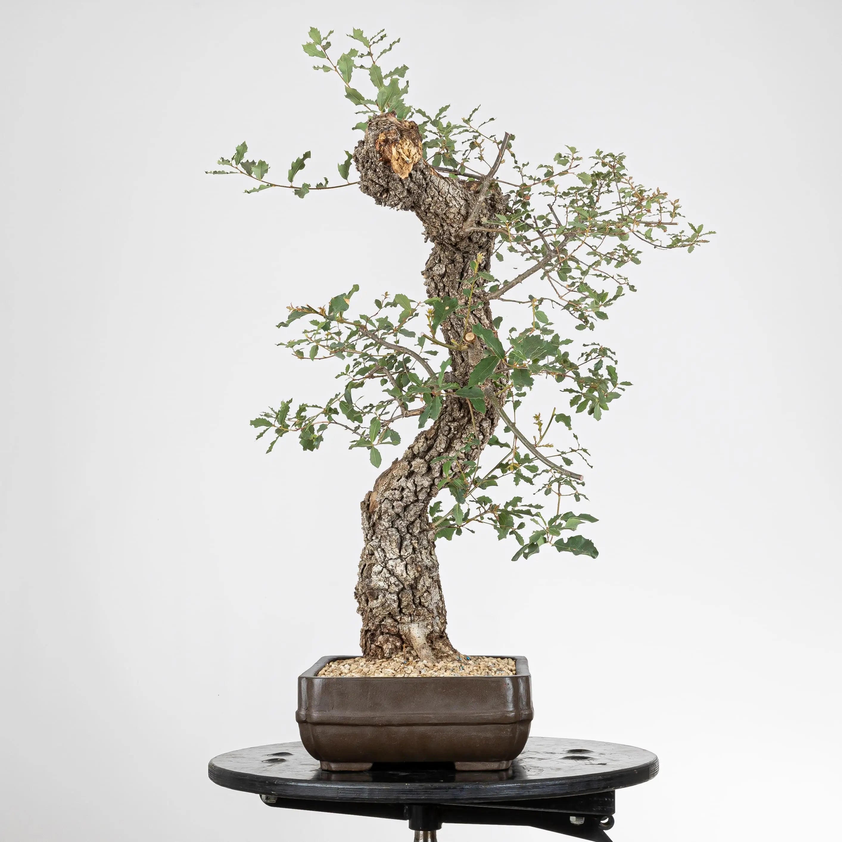 Vista izquierda de bonsai de roble