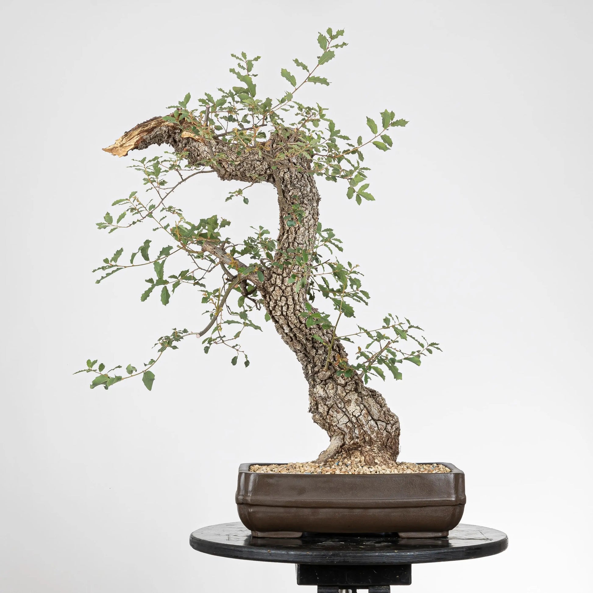 Cara trasera de bonsai de roble