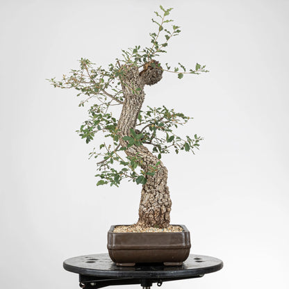 Cara izquierda de bonsái de roble