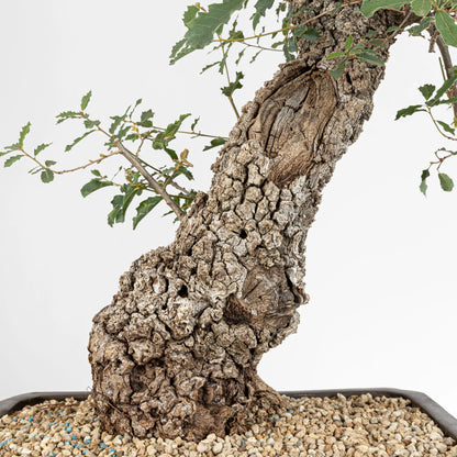 Detalle de nebari con corteza y shari