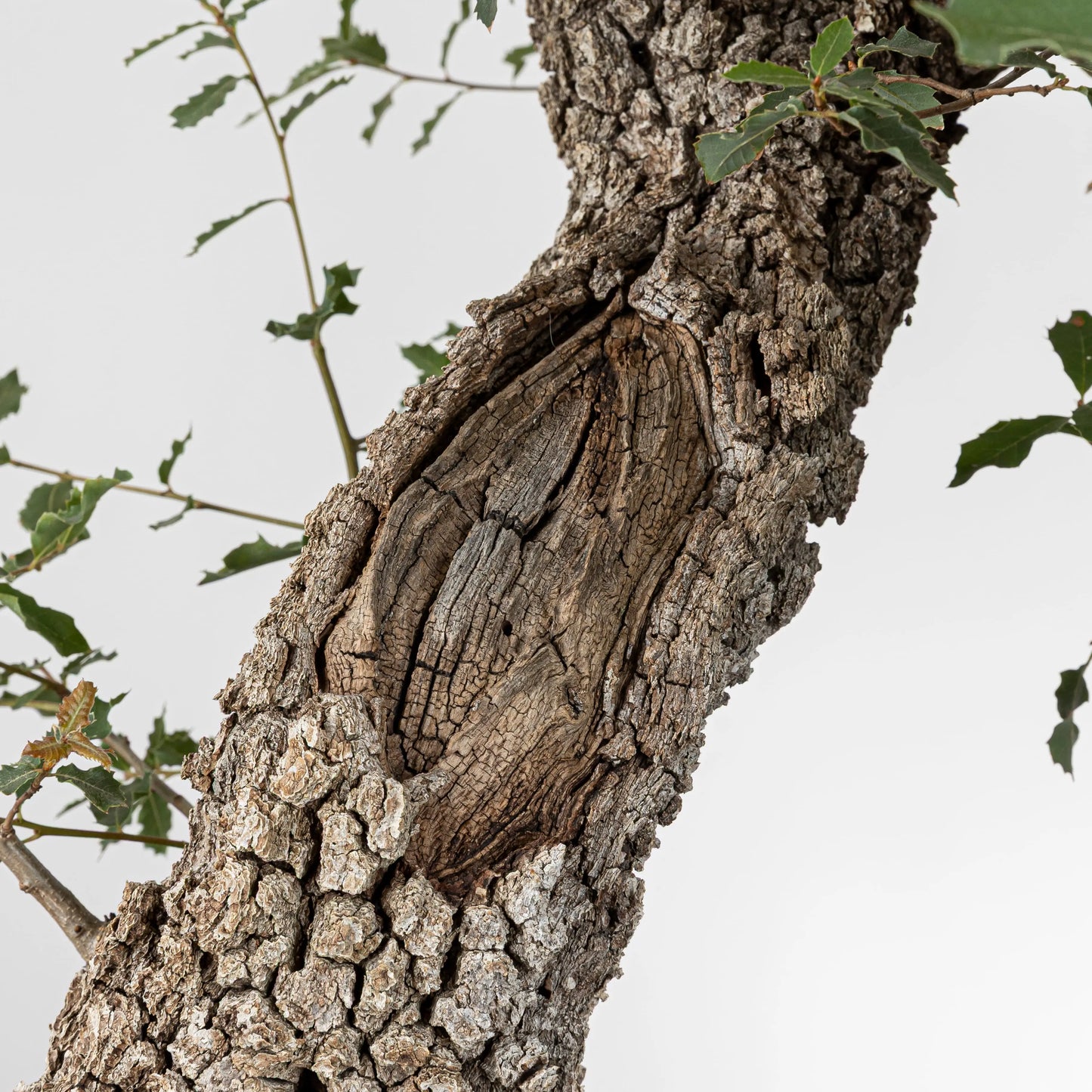 Detalle de jin muy viejo