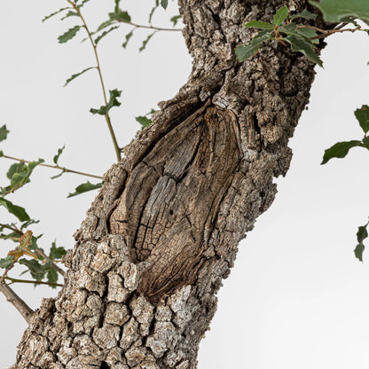 Detalle de jin muy viejo